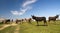 Herd of wild donkeys graze on pasture