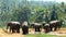 A herd of wild elephants