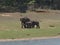 herd of wild elephants across the beautiful Periyar Lake with submerged trees