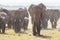 Herd of wild elephants in Amboseli National Park, Kenya.