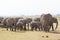 Herd of wild elephants in Amboseli National Park, Kenya.