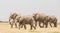 Herd of wild elephants in Amboseli National Park, Kenya.