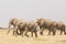 Herd of wild elephants in Amboseli National Park, Kenya.