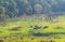 A herd of wild elephants family walking and eating grass in the evening at green grass field near the forest