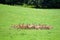 Herd of wild fallow deers