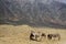 Herd of  wild feral desert donkeys Equus asinus on barren terrain in front of impressive mountain face