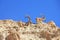 A herd of wild goats, with horns grazing