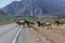 Herd of wild golfer horses crossing a highway