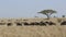 Herd of wild goose walking among the high dry grass in the Serengeti savannah in dry season