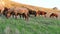 Herd of wild grazing horses on the field