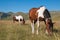 Herd of wild grazing horses in the Pian Grande, Umbria, National park of Monti Sibillini