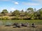 Herd of wild hippos sleeping, Kruger, South Africa