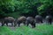 Herd of wild hogs in the forest