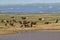 Herd of wild horses coming to water