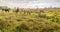 Herd of wild horses in a Dutch nature reserve