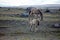 Herd of wild horses in Ecuador