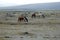 Herd of wild horses in Ecuador