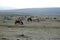 Herd of wild horses in Ecuador