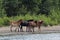 Herd Of Wild Horses in Forest near Danube River, Romania