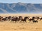 the herd of wild horses galloping across an open plain.