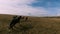 Herd of wild horses galloping fast across the steppe. Aerial FPV Drone Flying over a large group of animals. Sunset