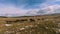 Herd of wild horses galloping fast across the steppe. Aerial FPV Drone Flying over a large group of animals. Sunset