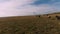 Herd of wild horses galloping fast across the steppe. Aerial FPV Drone Flying over a large group of animals. Sunset