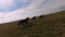 Herd of wild horses galloping fast across the steppe. Aerial FPV Drone Flying over a large group of animals. Sunset