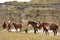 Herd of Wild Horses Gathered Together at Base of Butte