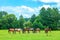 Herd of wild horses graze on green spring fields by blue sky