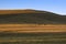 Herd of wild horses grazing on a hill