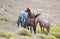 Herd of wild horses on hillside in the Pryor Mountains Wild Horse Range in Montana USA