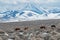 Herd of Wild Horses in the Idaho Desert