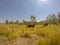 herd of wild horses in the MacDonnell Range, australia