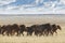 Herd of wild horses in the Mongolian steppe
