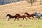 A Herd Of Wild Horses Racing Across Country