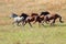 A Herd Of Wild Horses Racing Across Country