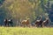 A Herd Of Wild Horses Racing Across Country