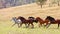 A Herd Of Wild Horses Racing Across Country