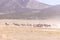 Herd of Wild Horses Running in the Desert