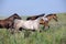 Herd of wild horses running on the field