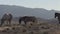 Herd of wild horses in the Utah desert