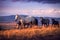 A herd of wild horses walk on the mountain