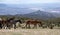 Herd of wild horses walking on ridge above the Big Horn Canyon in the western USA