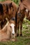 A herd of wild horses with a young horse sitting in Tonga