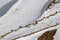 Herd of wild ibex on snow-covered mountain slope