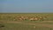 A herd of wild impala antelopes graze in the African savanna