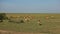 A herd of wild impala antelopes graze peacefully on the green grass.