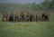 Herd of Wild Indian Elephants