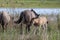 A herd of wild Konik horses near the river Meuse in Maastricht